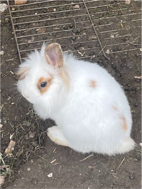 Zwergkaninchen/Löwenkopfkaninchen in Kolbermoor