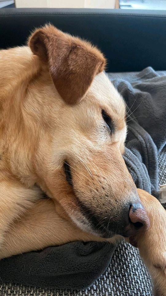 PARKET Labrador Mischling Tierschutz Hund Rüde in Würzburg