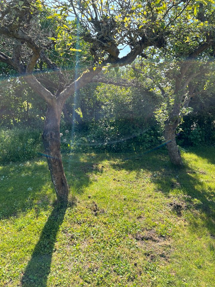 Gartenarbeiten im Garten Rosenthal in Berlin