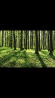 Wald / Waldgebiet / Waldgrundstück / Forst / See / Angelsee Niedersachsen - Liebenau Vorschau