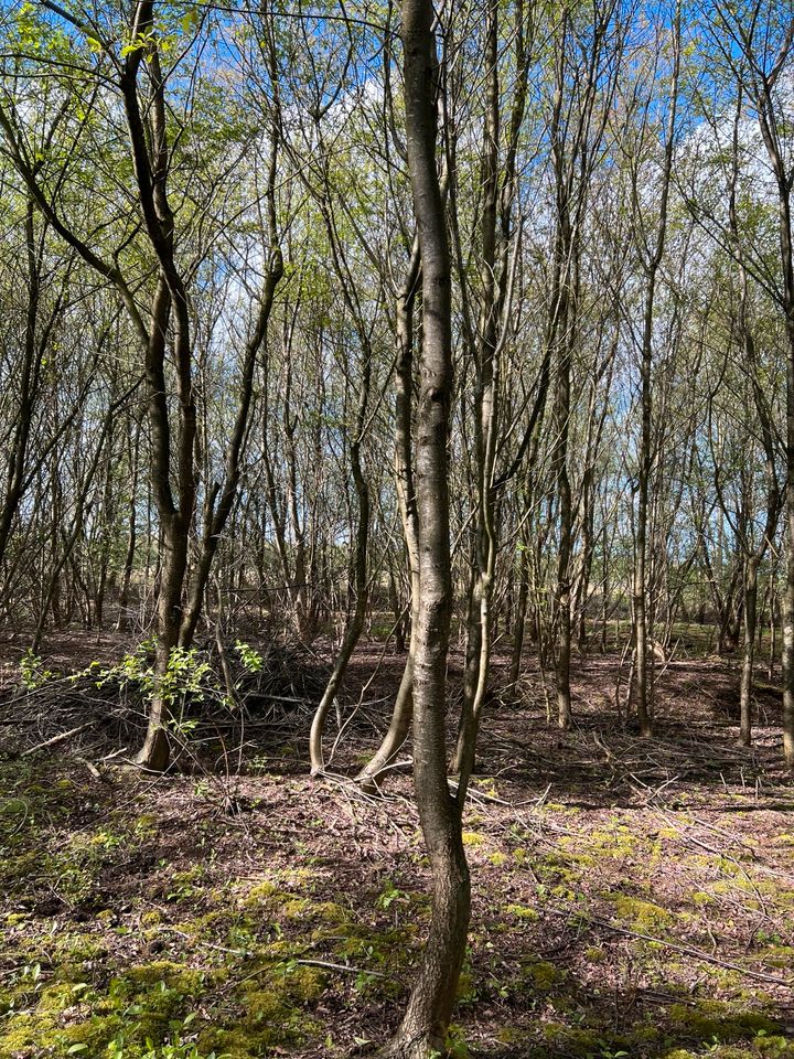 Wald 3,2 Hektar | Waldgrundstück | Preis auf Anfrage in Surwold