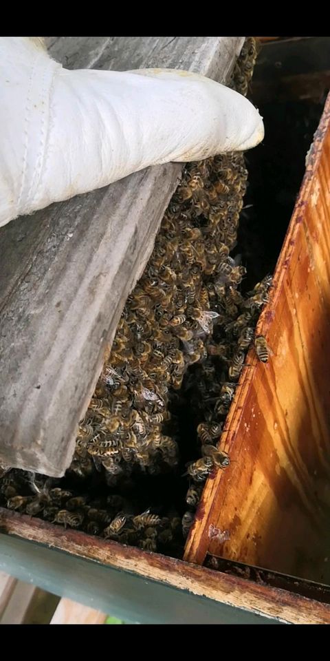 Bienenschwarm Bienenvolk abzugeben in Meißen