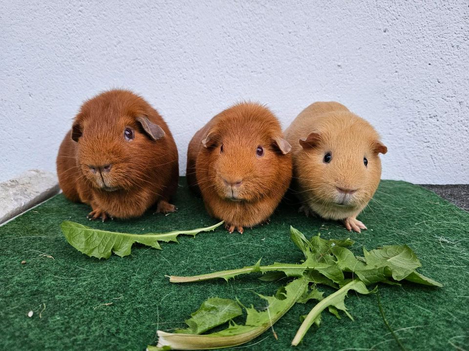 Wundervolle kastrierte Meerschweinchen Böckchen, Kastrat in Erftstadt