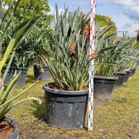 Strelizia Papageienschnabel Paradiesogelblume Nordrhein-Westfalen - Delbrück Vorschau