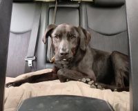 Smiley, verschmuster Labrador Mix, ca. 5 Jahre *Tierschutz* Bayern - Vaterstetten Vorschau