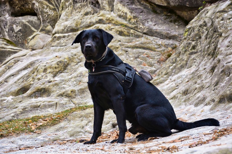 Labrador Retriever in Berlin