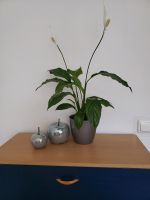 Zimmerpflanze mit Übertopf +Deko Niedersachsen - Wallenhorst Vorschau
