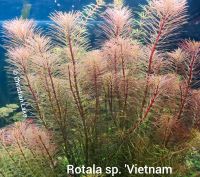 ⭐☘️Rotala sp. Vietnam Aquariumpflanzen Niedersachsen - Meppen Vorschau