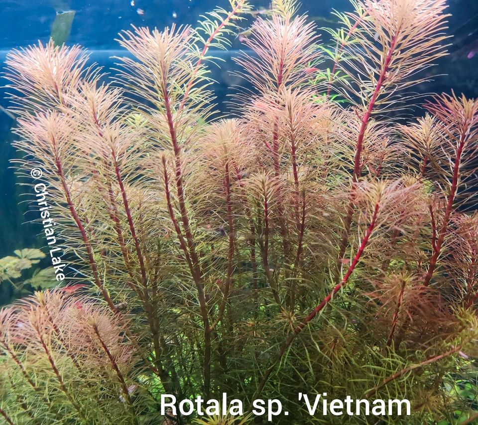 ⭐☘️Rotala sp. Vietnam Aquariumpflanzen in Meppen