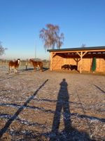 Platz frei im Offenstall für 1-2 Ponys Niedersachsen - Garbsen Vorschau