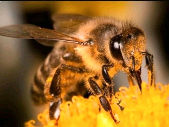 Bienen - Bienenschwarm in Markt Rettenbach