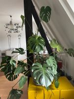 Riesige Monstera Deliciosa Pflanze inkl. Blumentopf Innenstadt - Köln Altstadt Vorschau