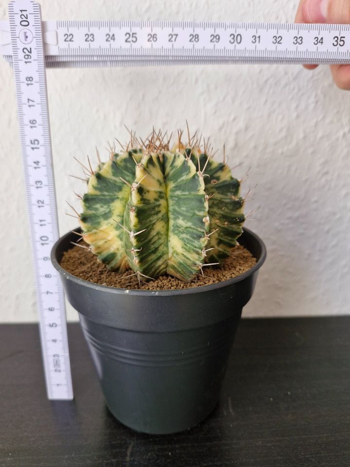Gymnocalycium variegata ⌀8,5cm Kaktus in Dortmund