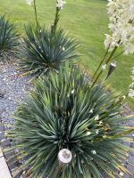 Winterharte Yucca Palme Palmlilie Gartenyucca Nordrhein-Westfalen - Rietberg Vorschau