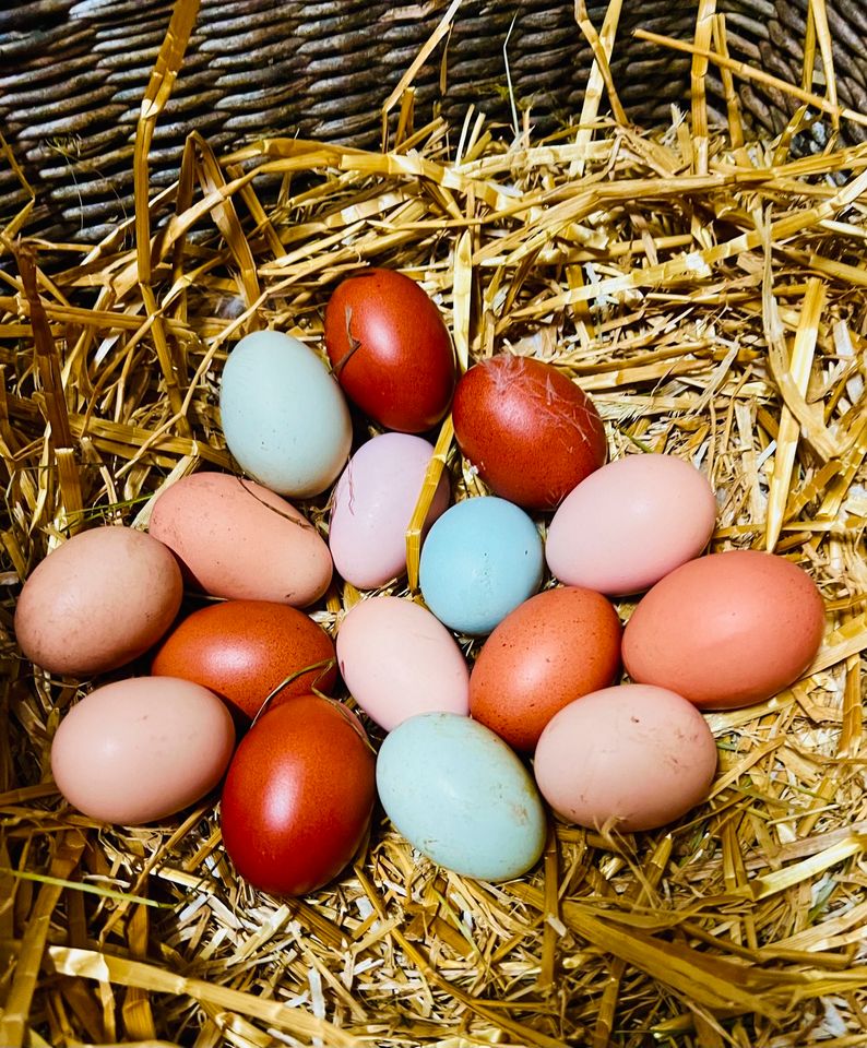 Frische, bunte Eier aus Garten Haltung von glücklichen Hühnern in Gnutz