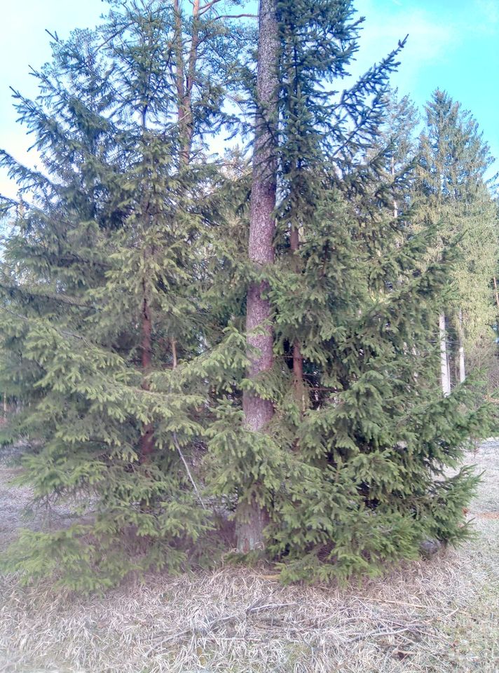 Freizeitgrundstück / Wald  bei Ebermannstadt in Forchheim