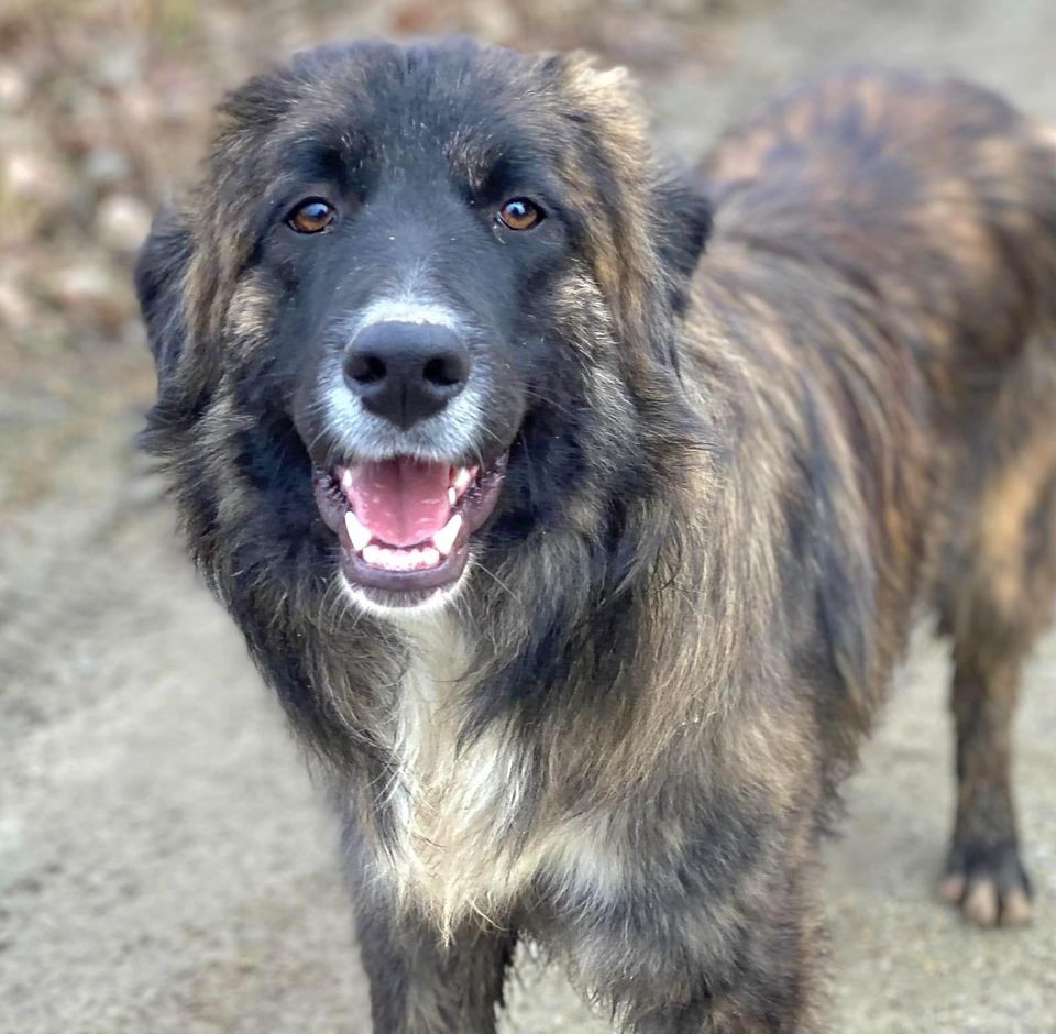 Plüschbär DUKE ❤️ sucht seinen eigenes Zuhause in Wedel