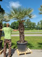 Chamaerops Cerifera 250cm - Zwergpalme von Plantaplaza.de NRW Nordrhein-Westfalen - Kranenburg Vorschau