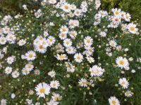 Stauden+Pflanzen weiße+pink+ lila Herbstastern Insektenweide Bergedorf - Hamburg Lohbrügge Vorschau