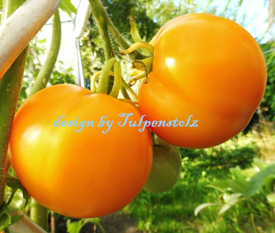 ♥ BIO Alte Sorte Tomaten FROSCHKÖNIGS GOLDKUGEL,Samen,Garten,Rari in Hamburg