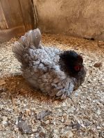 Eier von Freilaufenden Hühnern Bayern - Schirnding Vorschau