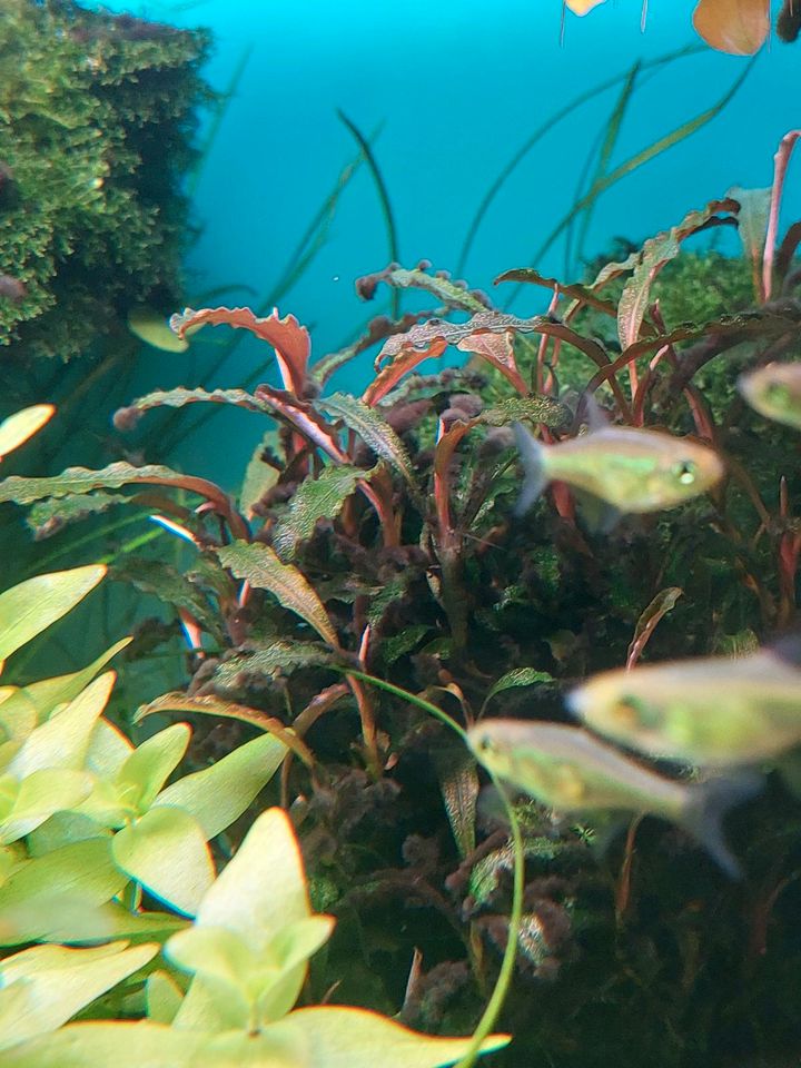 Bucephalandra kedagang in München