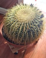 Kaktus Kakteen Echinocactus grusonii Schwiegermutterstuhl sehr gr Bayern - Zirndorf Vorschau