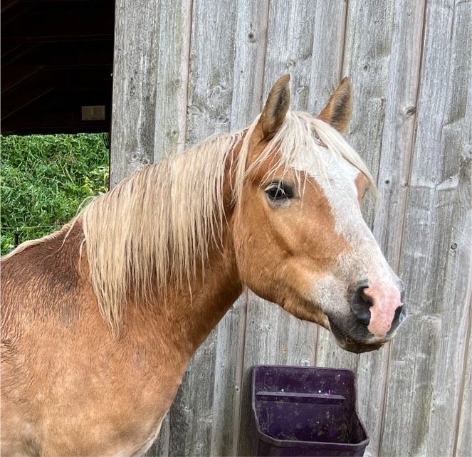 Pferd zur Verfügung / Haflinger sucht neues Zuhause (Verkauf) in Armstedt