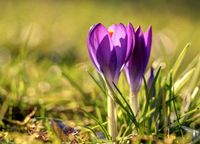 Gartenarbeiten Niedersachsen - Dedelstorf Vorschau