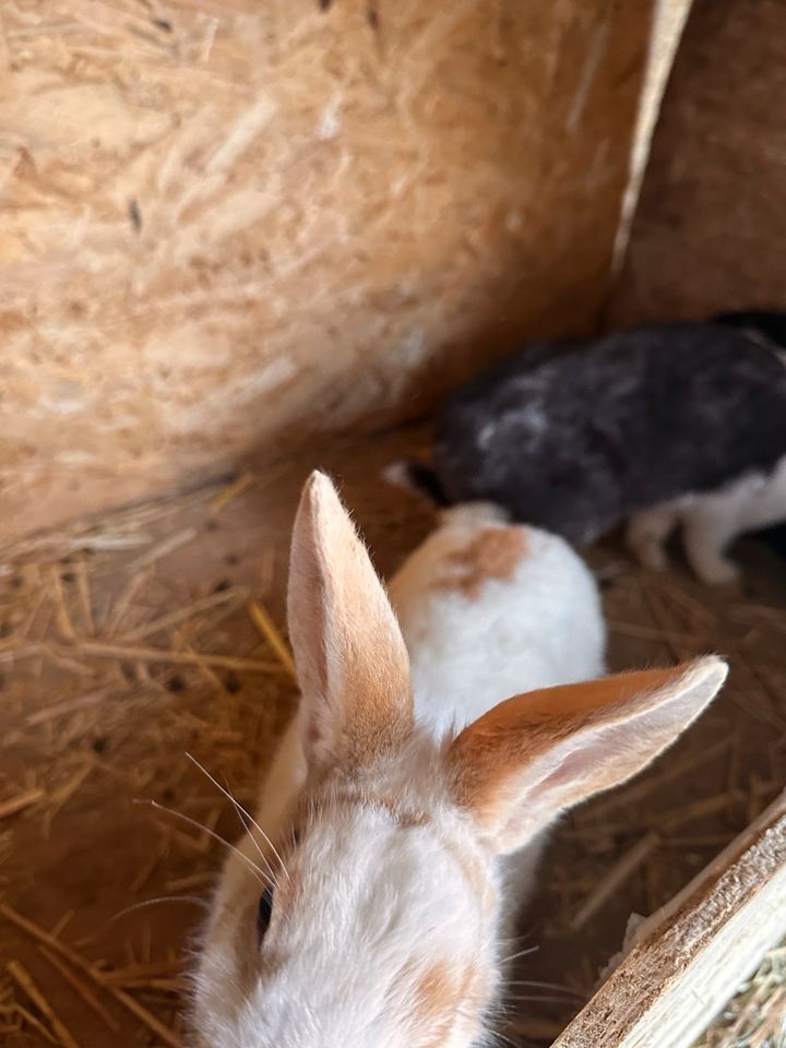 Kaninchen zu verkaufen in Mayen