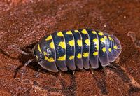 Armadillidium gestroi Asseln Baden-Württemberg - Bötzingen Vorschau