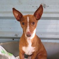 APPLE Podenco Maneto Rüde Tierschutz Hund Schleswig-Holstein - Plön  Vorschau