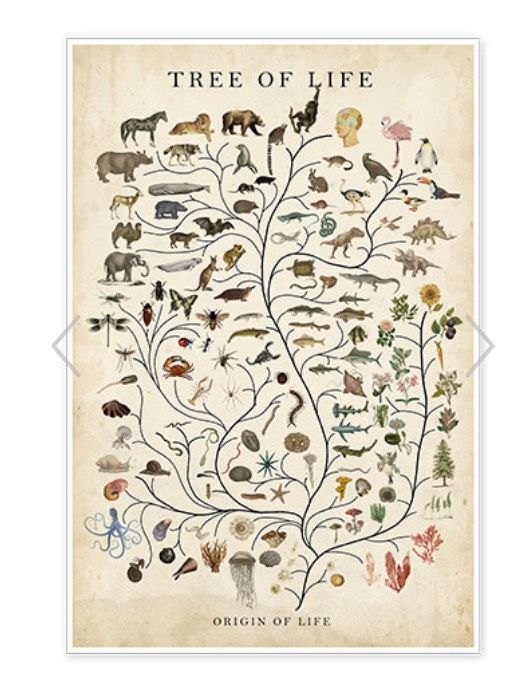 Poster „Tree of Life“ in Stuttgart