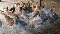 Huhn Henne Hühner Türkisleger oder Grünleger ab 07.05 Niedersachsen - Brietlingen Vorschau