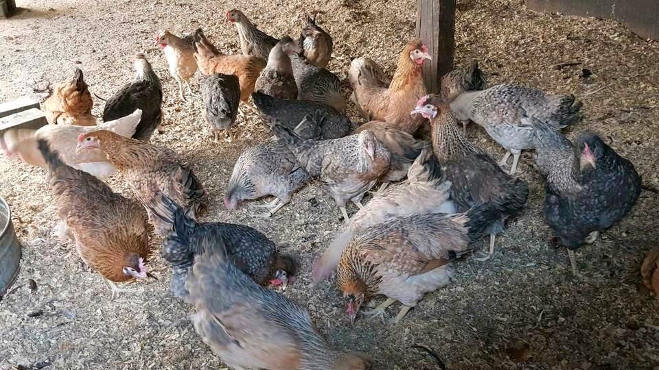 Huhn Henne Hühner Türkisleger oder Grünleger ab 07.05 in Brietlingen