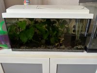 Aquarium 54 Liter zu verkaufen Sachsen - Geyer Vorschau