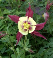 Akelei Koralle - Aquilegia caerulea Niedersachsen - Bad Zwischenahn Vorschau