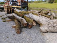 Walnussstamm Nussstamm Kr. Dachau - Markt Indersdorf Vorschau