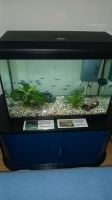 Juwel 60 Aquarium+Rondomatic Futterautomat+Futter+Deko Baden-Württemberg - Althütte Vorschau