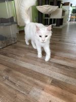 Wunderschöne weiße Maine Coon Katze Niedersachsen - Lünne Vorschau