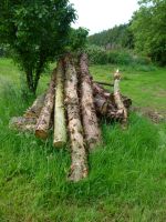 Holz abzugeben - Baumstämme Nordrhein-Westfalen - Porta Westfalica Vorschau