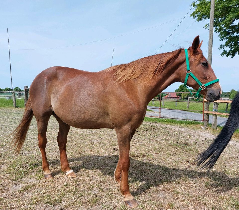 Stute, Traber, Fuchs, Freizeitpferd, reiten, fahren, Kutsche in Billerbeck