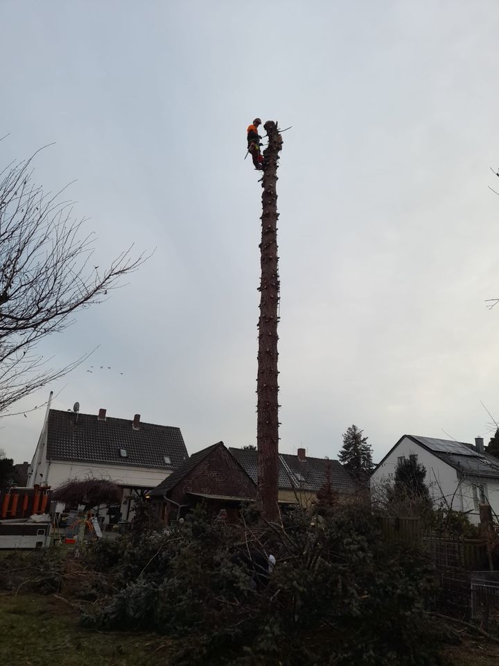 Gärtner Gartenarbeit Baumfällung Heckenschnitt in Essen