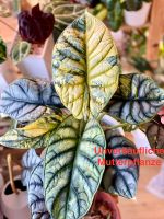 Alocasia Silver Dragon Variegata Rhizome Leipzig - Schleußig Vorschau