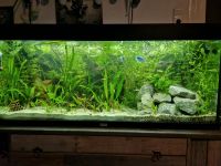 Aquarium: Wasserpflanzen gegen Spardosenspende (u. A. Valisneria) Nordrhein-Westfalen - Geldern Vorschau