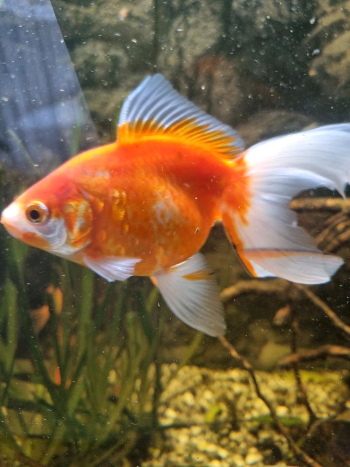 Oranda Goldfish - Schleierschwanz in Schongau