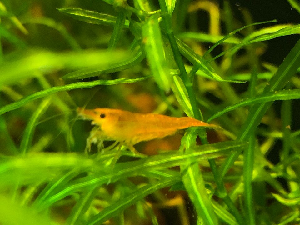 Orange Sakura Garnele Orange-Fire Zwerggarnele Neocaridina in Hagen