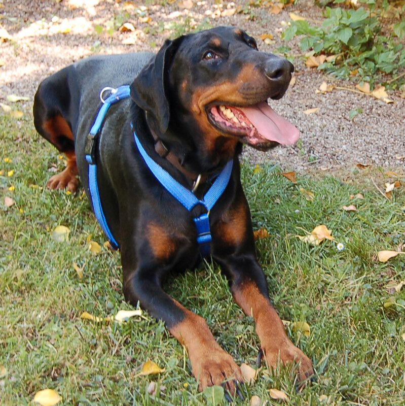 Neo, Dobermann, 6 Jahre, männlich, Tierhilfe Franken e.V. in Lauf a.d. Pegnitz