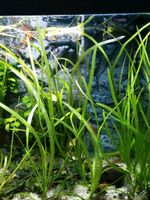 Wasserpflanzen Vallisneria 0,50 €, Bucephalandra Hamburg-Nord - Hamburg Winterhude Vorschau