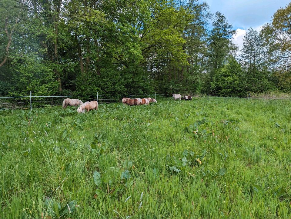 Kl Weide/Koppel/Grünland in Besdorf